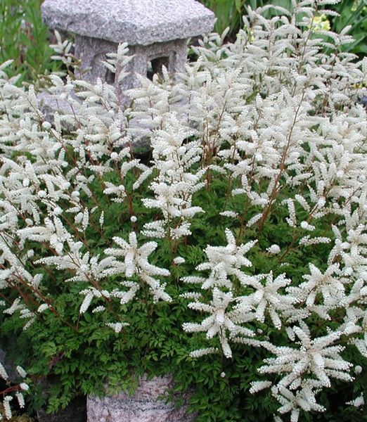 Aruncus aethusifolius